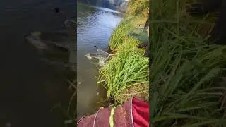 Вдала рибалка на товстолоба.Good fishing for silver carp. #shortsvideo#shorts #рыбалка#fishingvideo