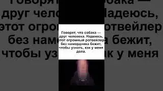 #мем #собака #злаясобака #бег #страх