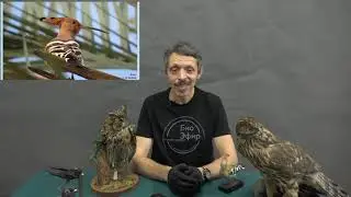 Birds-symbols and birds-legends