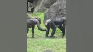 Chimpanzee/Pan troglodytes/Taipei Zoo