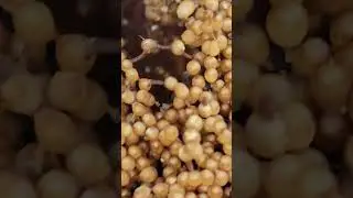 Stingless Bees in Action: Captivating Close-Ups
