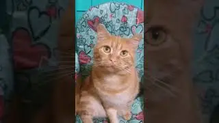Ждуны. Запах рыбы спать не даёт