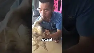 What should you do if a turtle bites you?! 👉🏻🐢😫 