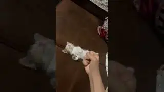 нельзя трогать #котики
