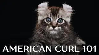 American Curl Cat 101 - Everything You Need to Know