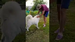 Dog 🐶