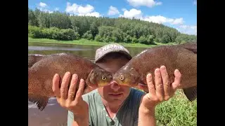 Ловля леща на фидер.