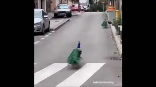 🦊🐻🦚 animales deambulan libremente gracias a la cuarentena