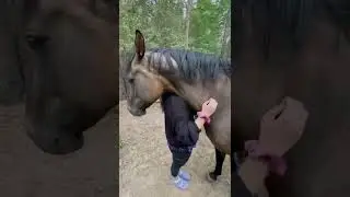 Horse Sven hugs and scratches. Such a big baby.