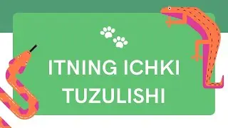 Itning ichki tuzilishi / online maktab / 7 - sinf