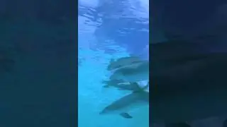 POV: It’s #WorldEnvironmentDay! 🌎🐬🎶 What can you do to keep #Earth clean?