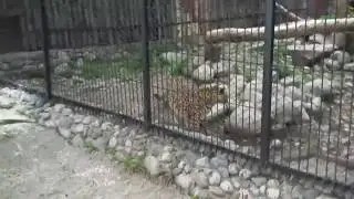 Грациозный леопард в зоопарке.  Graceful leopard in a zoo