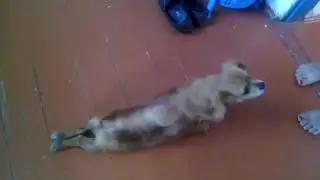 собачка показывает инвалида