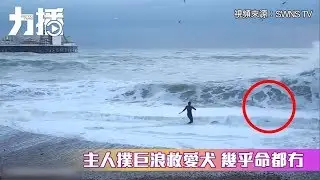 主人撲巨浪救愛犬
