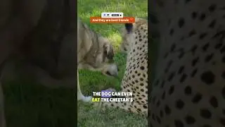 Cheetahs have emotional support dogs! 