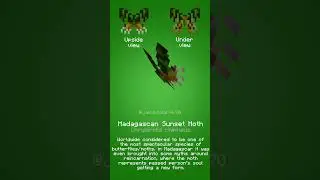 Madagascan Sunset Moth - Blockbench Profile