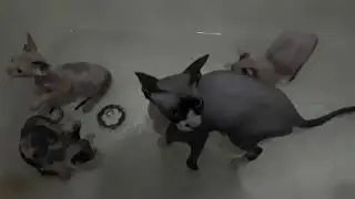 Сфинксы, мою котят.