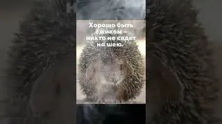 Хорошо быть ёжиком