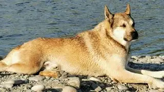 Heroes of our time in memory of SHARIK!