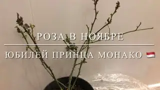 Роза в ноябре /  “Юбилей принца Монако 🇲🇨 ”