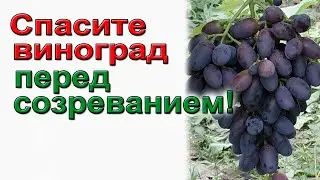 Спасаем виноград  от болезней.Чем обработать перед созреванием?