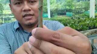Tutorial kaki 3 durian kura kura musangking duri hitam