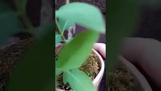 бонсай ямадори