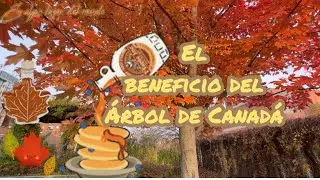 EL ÁRBOL DE CANADÁ 🍁
