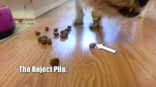 The Flavored Kibble Hunter