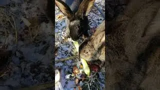 кормлю кроликов огурцами заместь воды зимой.