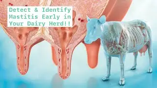 How you can save money by detecting and identifying mastitis early on your dairy farm