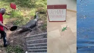 Ударил крокодила сковородкой римейк