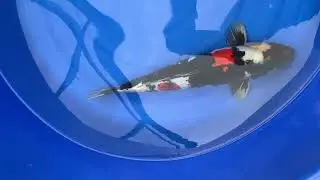 Showa doitsu