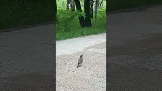 Афганский скворец она же Майна обыкновенная Common myna