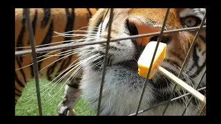 This is how tigers react to cheese !