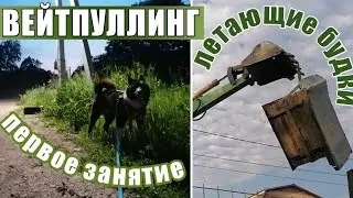 приехала к собакам и сразу за работу! Перестановка будок. Вейпулинг первое занятие.