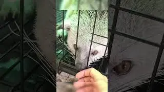 Finding The Animal I Never Knew I Needed...