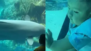 Amazing Aquarium See Unbelievable Fish🦈🐍🐠🐟🐙🐬🐳(Atlanta-Georgia) #viral #cute #baby #trending
