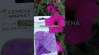 Каждый четверг скидка на семена петунии по промокоду. 