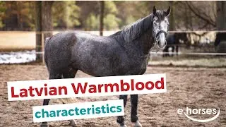 Latvian Warmblood  | characteristics, origin & disciplines