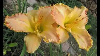 Tiptoe Through the 2016 Daylilies with me - Colorado Kid Daylily Blog