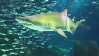 shark