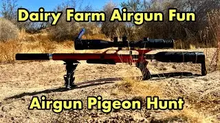 Airgun Pigeon Hunt: Controlling Pigeon Pests on the Dairy Farm