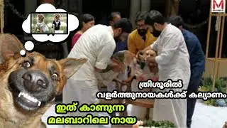Trissur dog marriage kerala  വളർത്തുനായകൾക്ക് കല്യാണം ഇത് മലബാറിൽ ആയാലോ 😆