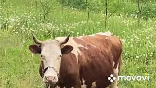 #буковина #корова #україна  Моя сусідка Красуня 🐄👍