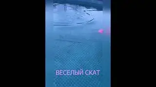 скат 2
