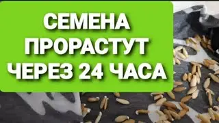 Проращивание семян огурцов. Супер быстрый способ.
