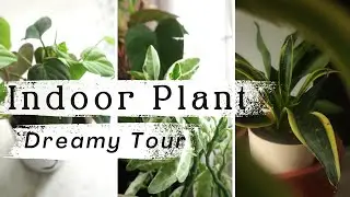 Peaceful INDOOR PLANT Tour|| RARE HOUSEPLANTS|| Best Houseplants for beginners|| Esha's Life Hacks