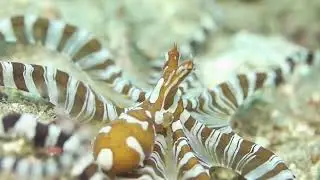 Wonderpus octopus