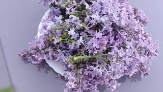 Nalewka z Kwiatów Bzu Lilaka